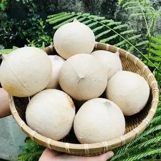Hình ảnh Dừa trái