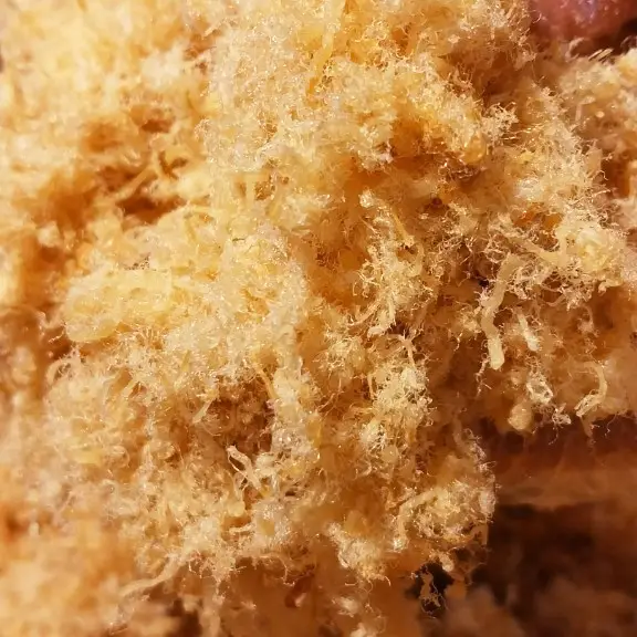 Hình ảnh Xôi ruốc