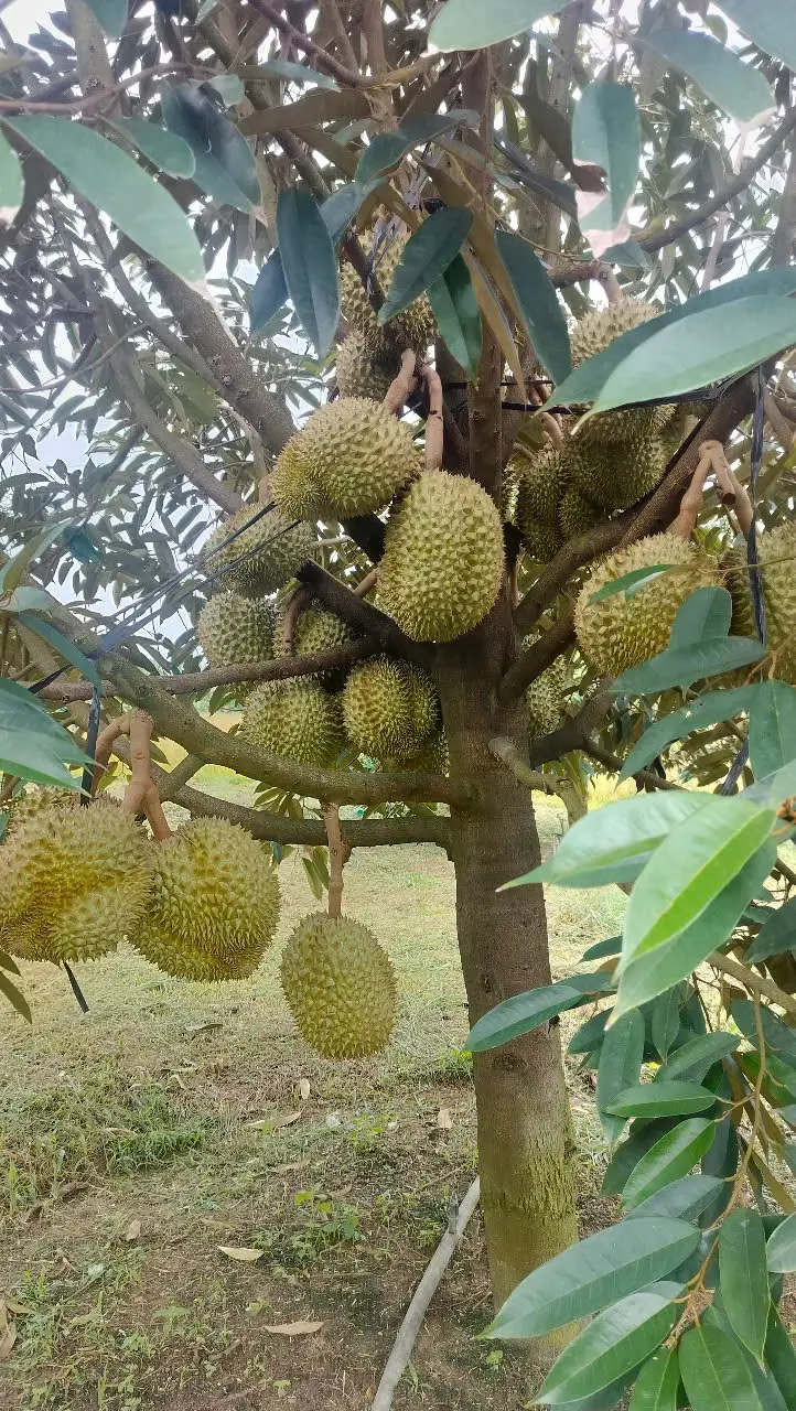 Hình ảnh Sầu ri 6 (trái) (giá 80k/1kg)