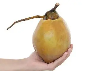 Hình ảnh Dừa Xiêm - 1 trái / Xiêm Coconut