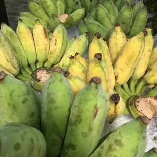 Hình ảnh Chuối xiêm (chuối sứ)
