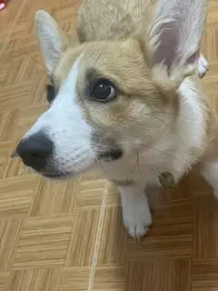 Hình ảnh Combo Gigi