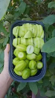 Hình ảnh Xoài Non + Cóc Non (Hộp 500g)