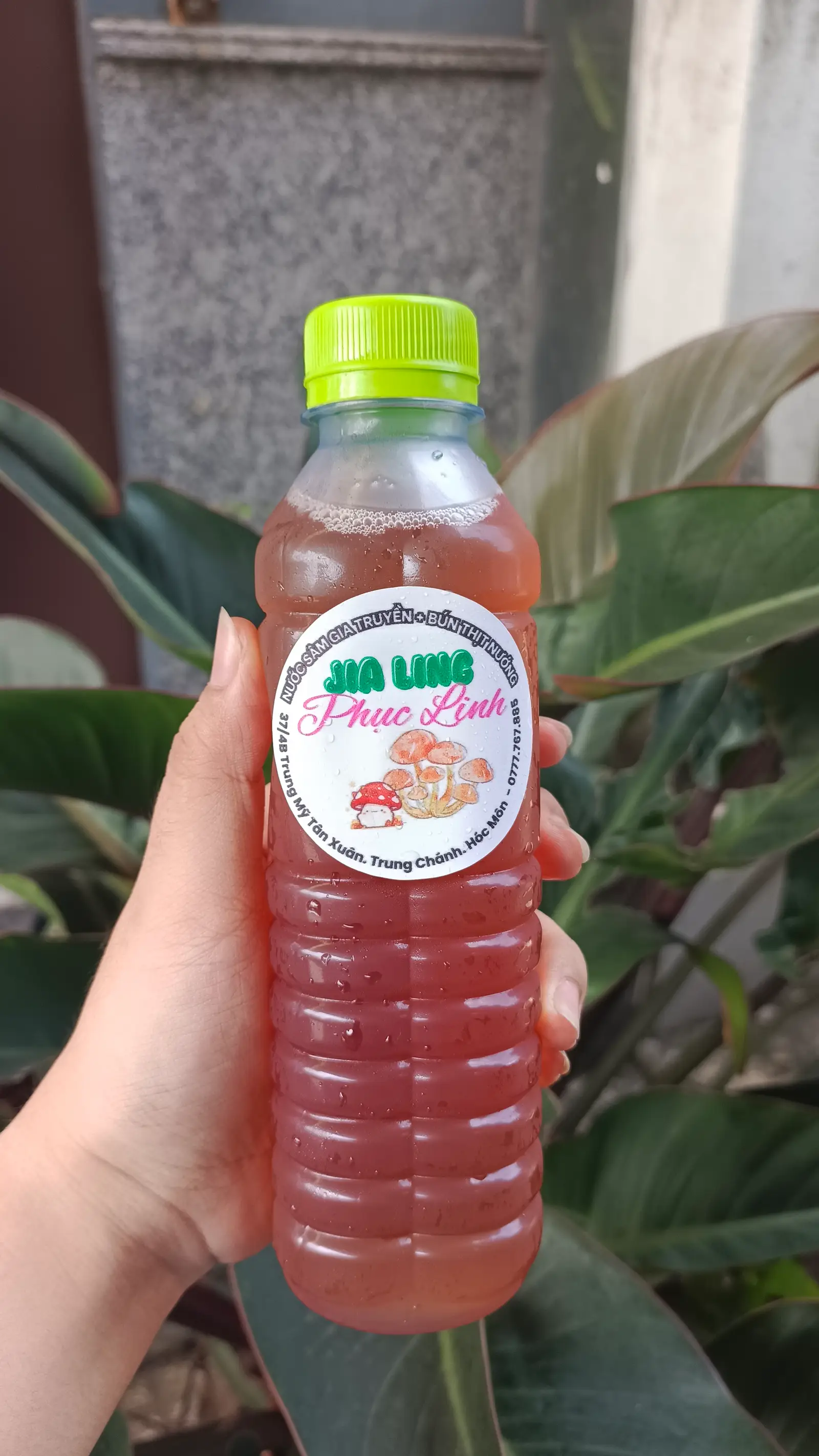 Hình ảnh Sâm Phục Linh