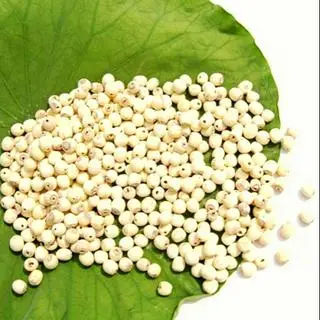 Hình ảnh XÔI 7 MÀU HẠT SEN 