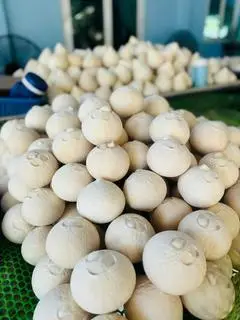 Hình ảnh Dừa xiêm trọc - size 250gr - 340gr