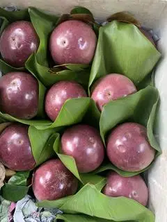 Hình ảnh vú sữa tím Vĩnh Kim 