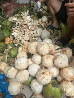 Hình ảnh Dừa Sọ 