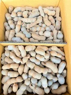Hình ảnh Me thái sấy loại 2:1kg