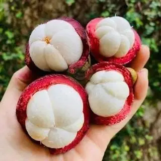 Hình ảnh Măng cụt