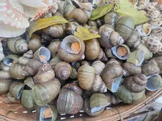 Hình ảnh Ốc Đắng Hấp Sả