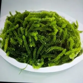 Hình ảnh Rong nho biển Umibudo