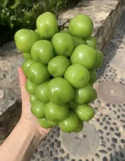 Hình ảnh Nho Mẫu Đơn Nhật Bản (300g)