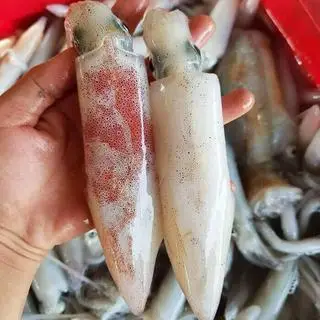 Hình ảnh 0.5 kg mực ống size lớn hấp