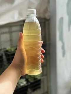 Hình ảnh sâm bông cúc