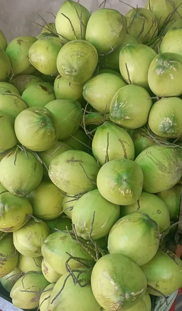 Hình ảnh Dừa xiêm xanh Bến Tre 