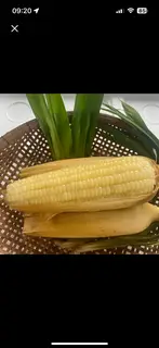 Hình ảnh Bắp Nếp - 1 trái