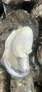 Hình ảnh Hàu tươi nguyên con size nhỏ