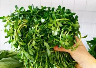 Hình ảnh Rau thêm ( đắng - má)