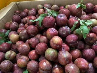 Hình ảnh  mận hậu 450g