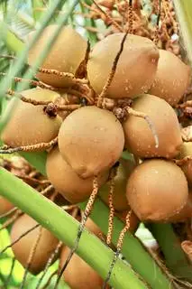 Hình ảnh combo 3 trái dừa tươi