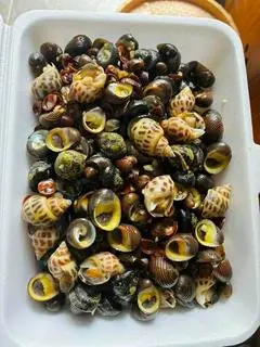 Hình ảnh ốc lộn xộn xào 