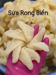 Hình ảnh Sứa Rong Biển