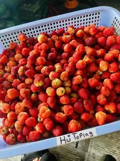 Hình ảnh Trà dâu vải size khổng lồ