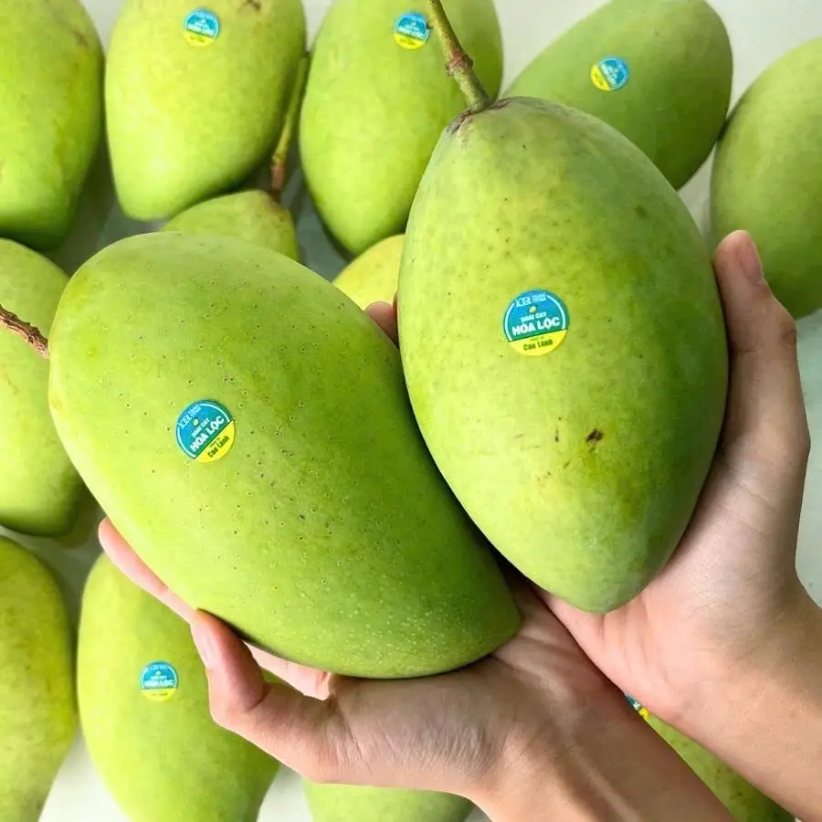 Hình ảnh Xoài Cát Hoà Lộc Cao Lãnh