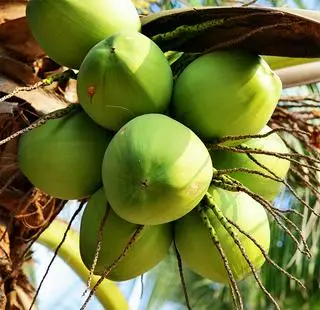 Hình ảnh DỪA TƯƠI LY LỚN