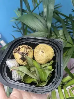 Hình ảnh hột vịt lộn chay