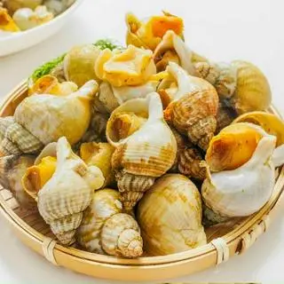 Hình ảnh 8 CON ỐC BULOT PHÁT