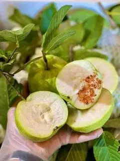 Hình ảnh Ổi nữ hoàng giòn ngọt
