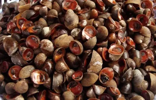 Hình ảnh Ốc Dừa Xốc Muối 
