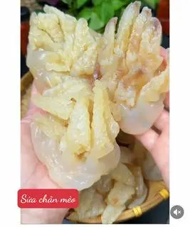 Hình ảnh Sứa Chân Mèo 