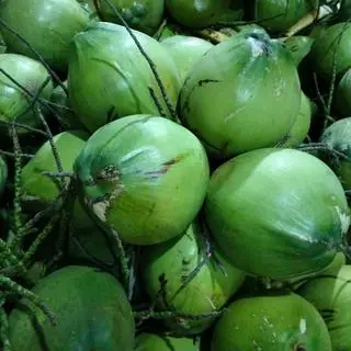 Hình ảnh Dừa xiêm Bến Tre