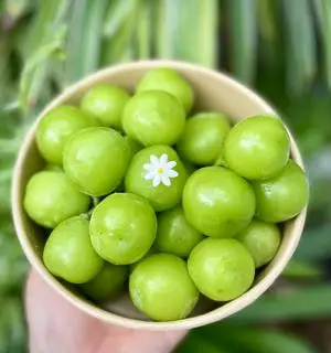 Hình ảnh Nho Mẫu Đơn