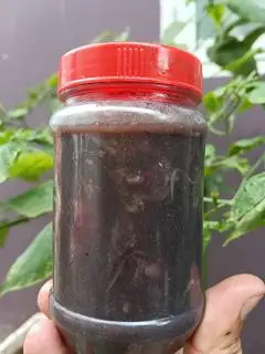 Hình ảnh Mắm mực