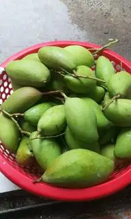 Hình ảnh 1kg xoài bao tử đài loan 