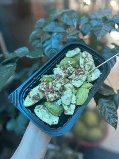 Hình ảnh Cóc Non Tắm Mắm Đường ( khây Trung)