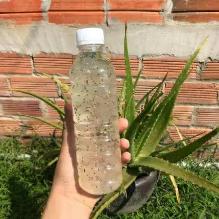 Hình ảnh nha đam đường phèn hạt chia