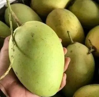 Hình ảnh cát chu đen
