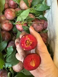 Hình ảnh Mận hà nội
