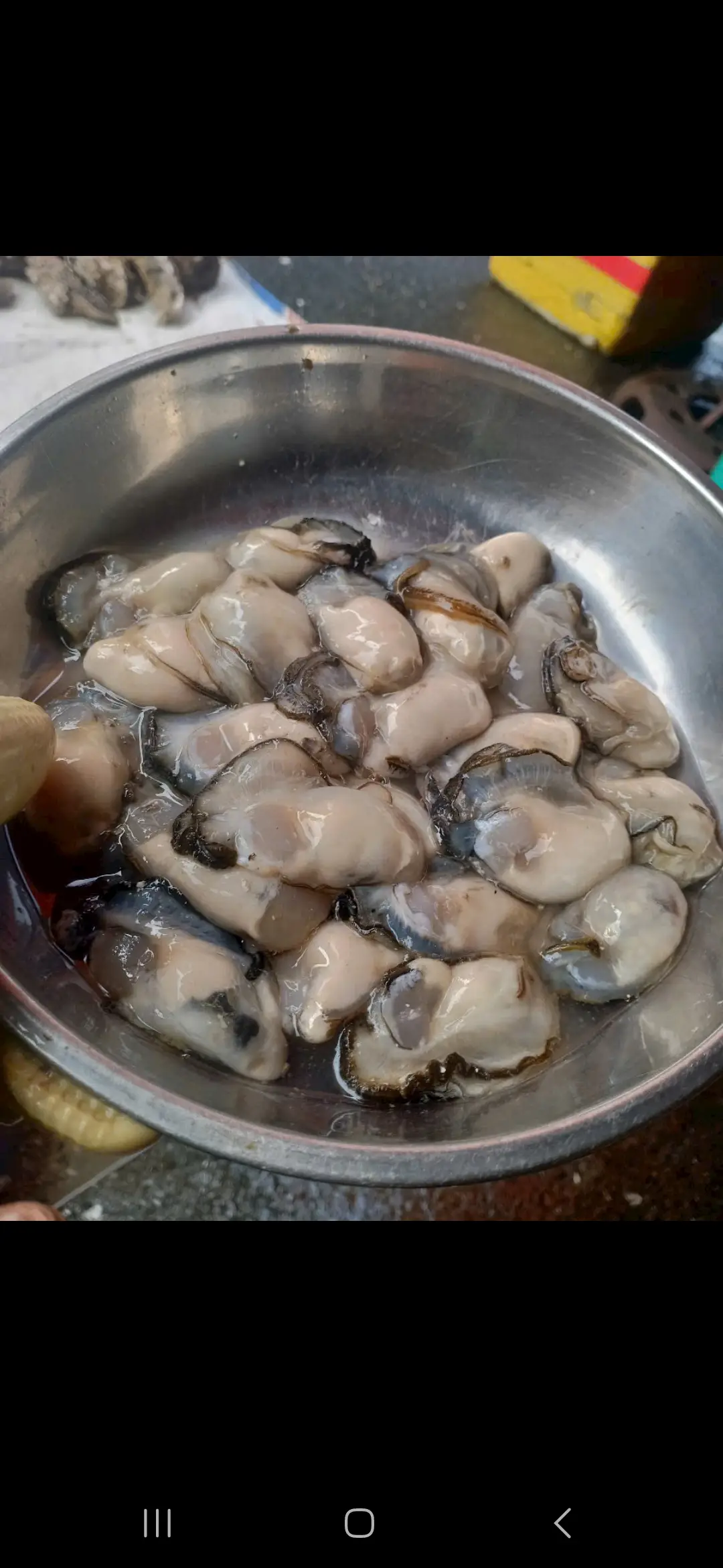 Hình ảnh Hàu sữa thêm 