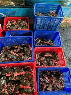 Hình ảnh Cua thịt