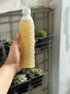 Hình ảnh Sâm mía lau