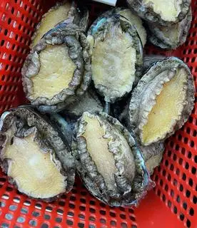 Hình ảnh Bào ngư