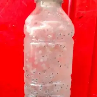 Hình ảnh Mủ trôm hạt é