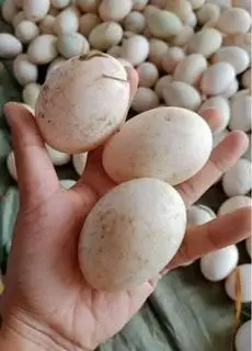 Hình ảnh 10 quả