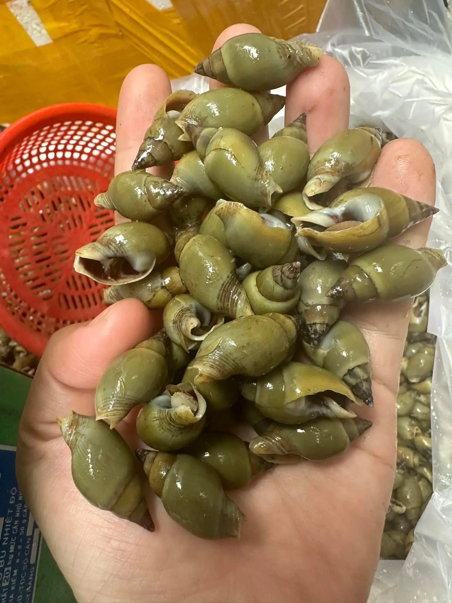 Hình ảnh Cà Na Chấm Muối Tiêu 
